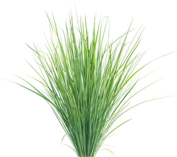 istock Side view of wild grass - Carex Appressa 2154917911
