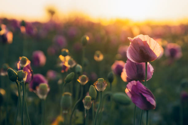 istock Purple poppies at sunset with sun 2154918114