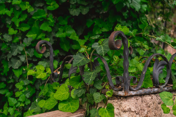 istock Ivy background with many beautiful green leaves. 2154918127