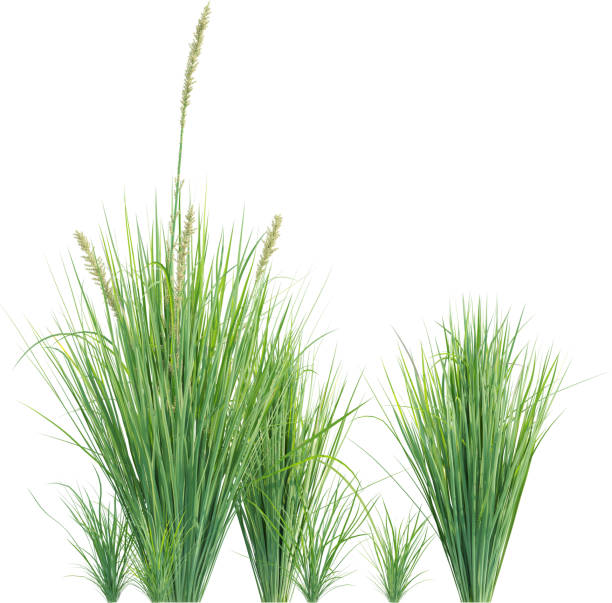 istock Side view of wild grass - Carex Appressa 2154918186