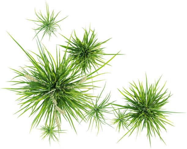 istock Top view of wild grass - Carex Appressa 2154918211
