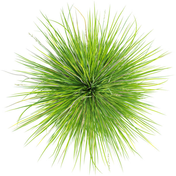 Carex appressa, the tall sedge, is a species of flowering plant in the family Cyperaceae. It is native to New Guinea, Australia, New Zealand, and generally in the South West Pacific.