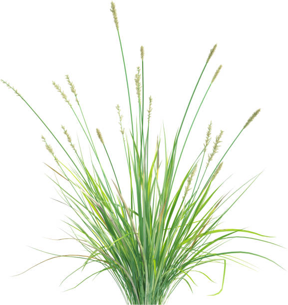 istock Side view of wild grass - Carex Appressa 2154918423