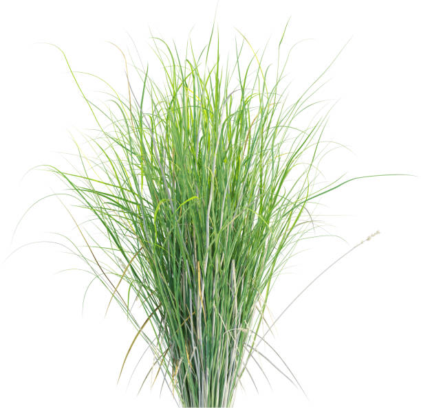 istock Side view of wild grass - Carex Appressa 2154918522