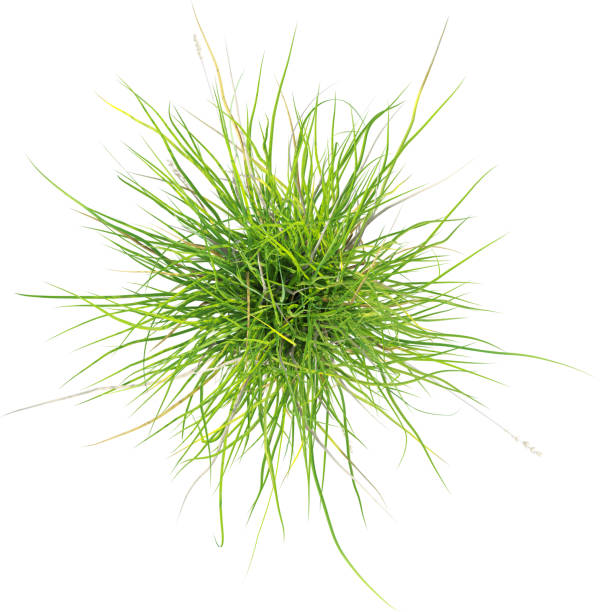 istock Top view of wild grass - Carex Appressa 2154918595