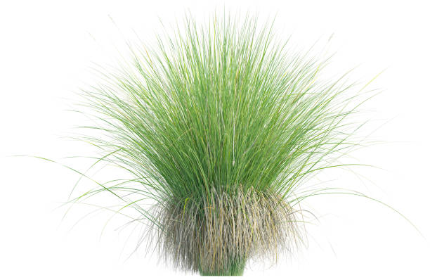 istock Side view of wild grass - Carex Appressa 2154918658