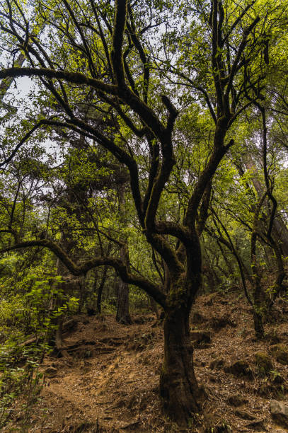 istock Evening sunlight entering through the branches of the forest trees. 2154918749