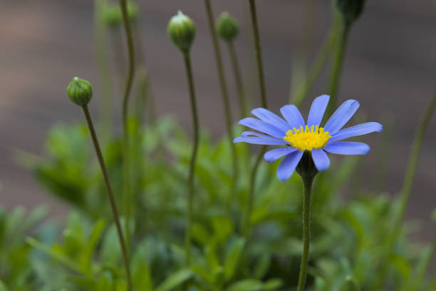 Single blue daisy with other closed blossoms. Bokeh background and copy space