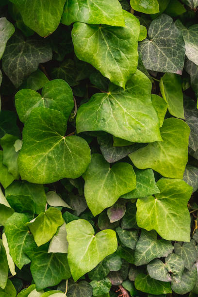 istock Ivy background with many green succulent leaves. 2154919857
