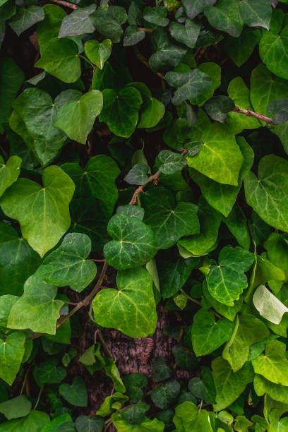 istock Ivy background with many green succulent leaves. 2154919861
