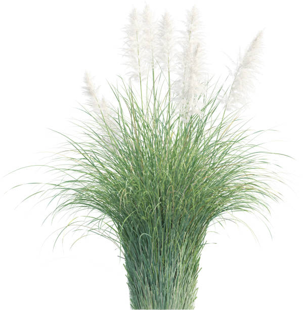 istock Side view of pampas grass - Cortaderia Selloana 2154919947