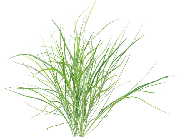 istock Side view of wild grass - Festuca Gautieri 2154920458