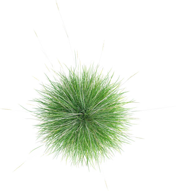 istock Top view of wild grass - Festuca Mairei 2154920459