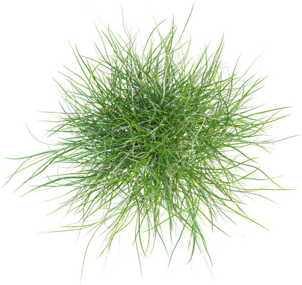 istock Top view of wild grass - Festuca Gautieri 2154921210