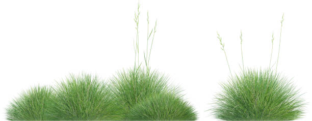 istock Side view of wild grass - Festuca Gautieri 2154921572