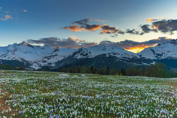 flowers mountains sunsets in the beautiful Valchiavenna.  province of Sondrio