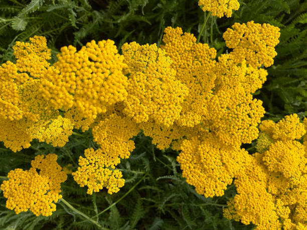 achillea  flower from wildlife flora nature