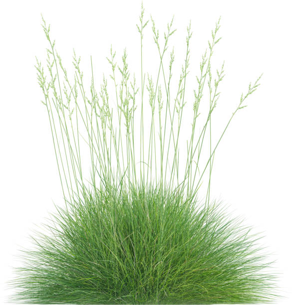 istock Side view of wild grass - Festuca Gautieri 2154922141