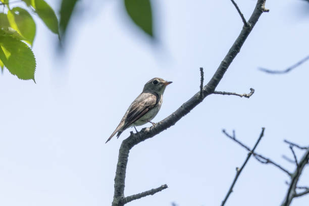 istock Asian brown flycatcher on a branch of tree. 2154922146