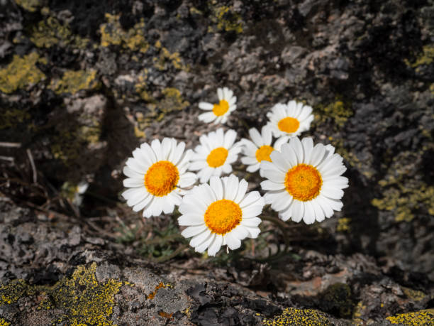 Group of daisies in high mountains