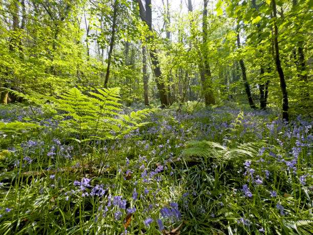 Bluebell in Wanstead Park
