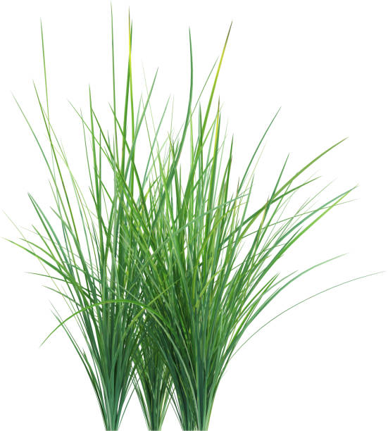 istock Side view of wild grass - Festuca Mairei 2154923527
