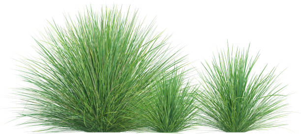 istock Side view of wild grass - Festuca Mairei 2154923854