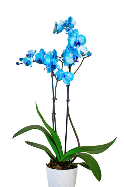 istock A blue watercolor orchid in a ceramic pot 2154923925