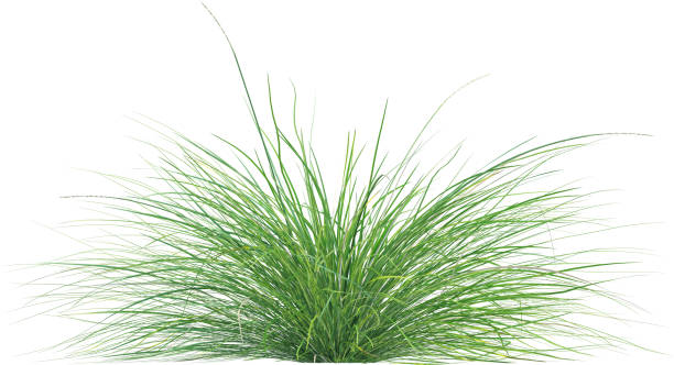 istock Side view of wild grass - Festuca Mairei 2154924015