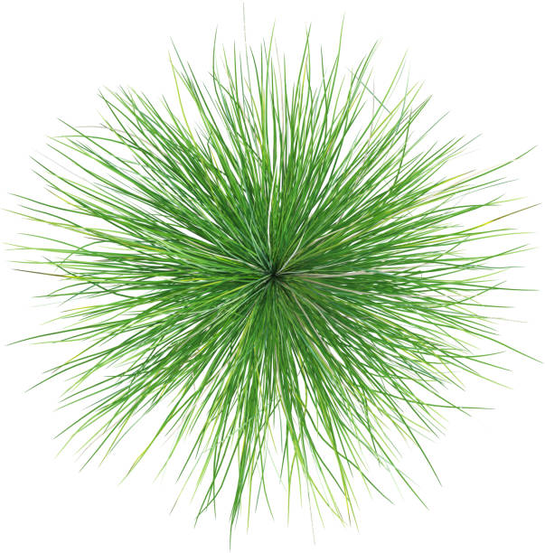 Festuca mairei, the Atlas fescue, is a species of grass in the family Poaceae. The bunchgrass is endemic to north Africa.