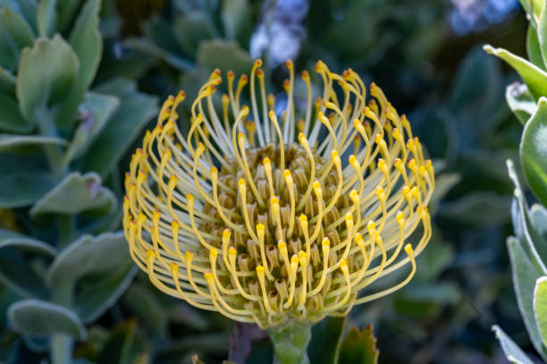 Close up picture of this ornamental pincushion flower