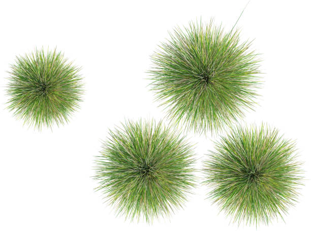 istock Top view of wild grass - Festuca Mairei 2154924127