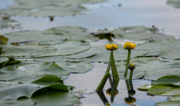 istock yellow water lily and green lily pad leaves 2154924201