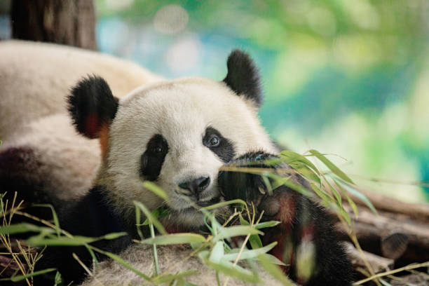 istock Side view of panda bear eating next to tree 2154924204