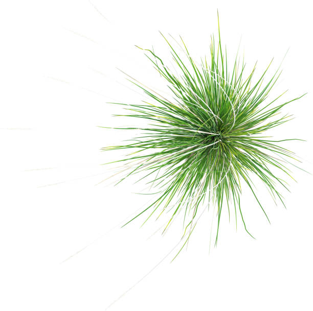 istock Top view of wild grass - Festuca Mairei 2154924220