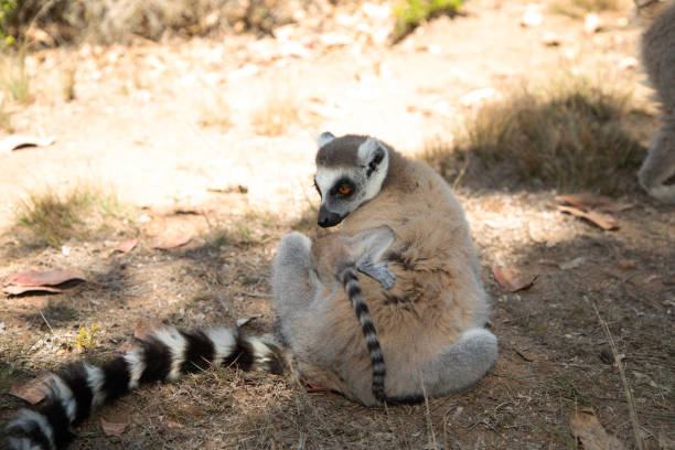 istock ring-tailed gray lemur in natural environment Madagascar 2154924238