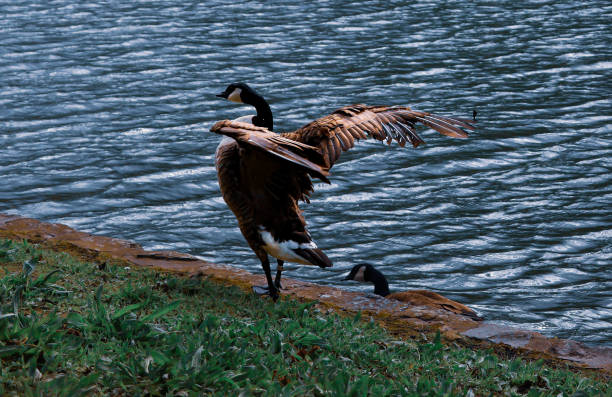 A Canadian Goose standing on a log in a pond.