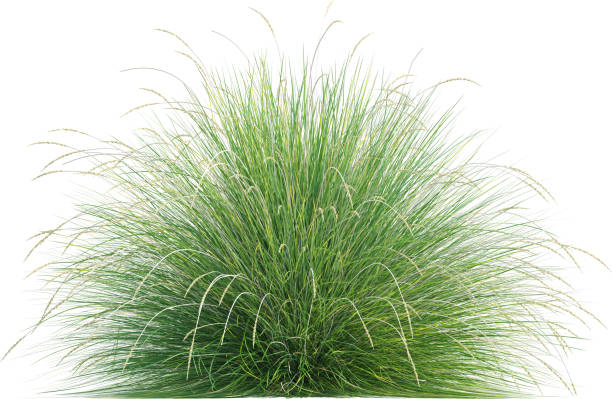 istock Side view of wild grass - Festuca Mairei 2154924814