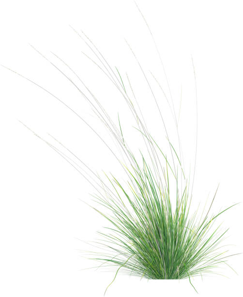 istock Side view of wild grass - Festuca Mairei 2154924815