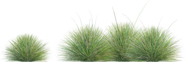 istock Side view of wild grass - Festuca Mairei 2154924819