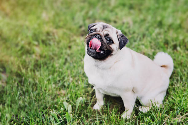 istock Cute pug dog sitting on green grass background 2154924894