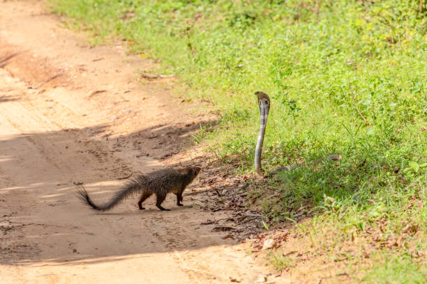 istock mongoose fights with an aggressive cobra in the wild 2154924919