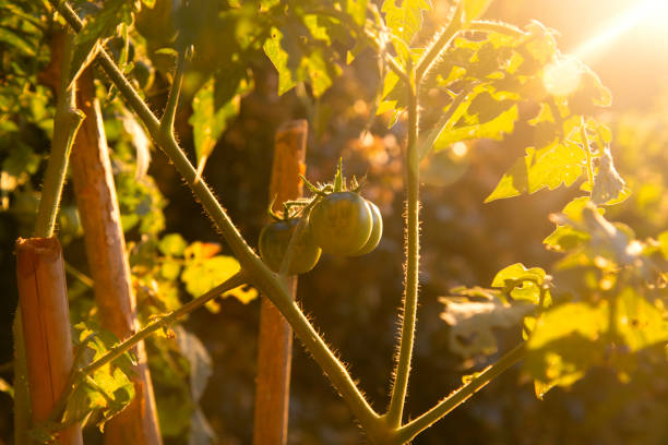 Tomatoes growing in greenhouse
