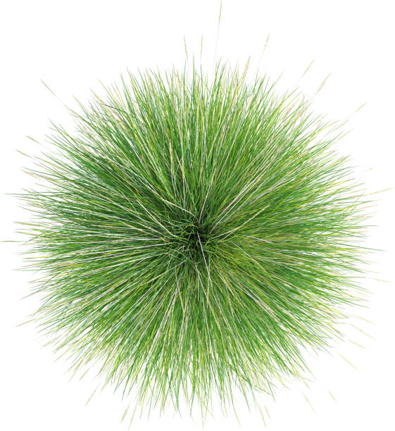 istock Top view of wild grass - Festuca Mairei 2154924971