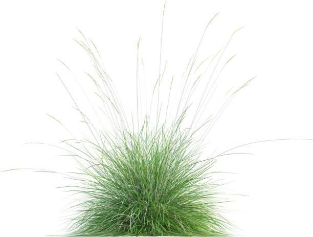 istock Side view of wild grass - Festuca Mairei 2154925009