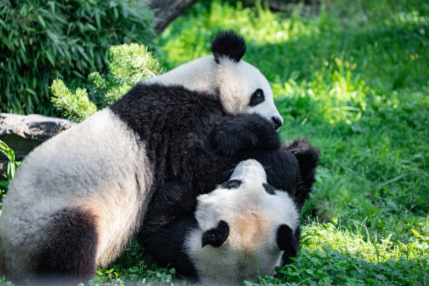 istock cheerful playing pandas on green lawn 2154925290