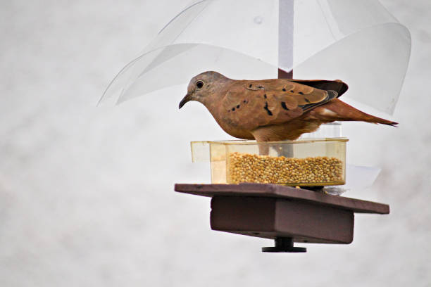 bird known as Common Ground-Dove (Columbina passerina) perched on a feeder with a transparent cover - POA,  SAO PAULO,  BRAZIL.
