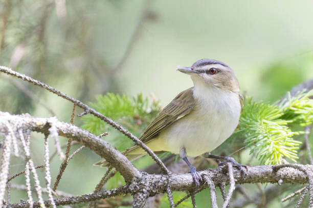 istock red-eyed vireo (Vireo olivaceus) 2154929007