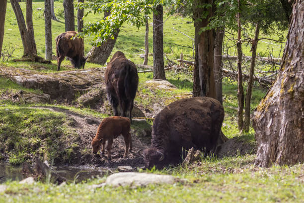 istock American bison heard in summer 2154929038