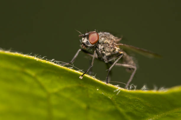 istock Adia cinerella fly in summer 2154929048